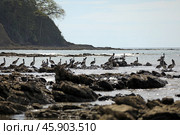 Flock of brown pelicans on the Samara beach of the Pacific Ocean. Guanacaste province, Nicoya Peninsula. Costa Rica, Central America. Стоковое фото, фотограф Bala-Kate / Фотобанк Лори