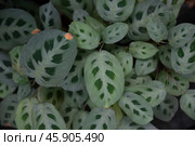 Close-up of Maranta leuconeura var. kerchoveana leaves with soft green hues and dark green spots, creating an eye-catching natural pattern. Стоковое фото, фотограф Татьяна Терехина / Фотобанк Лори