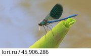 Beautiful demoiselle (Calopteryx virgo) is a European damselfly belonging to the family Calopterygidae. It is often found along fast-flowing waters where it is most at home. Стоковое видео, видеограф Андрей Армягов / Фотобанк Лори