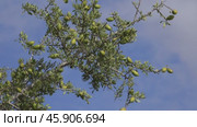 Argan nuts growng on green tree branch in Morocco. Стоковое видео, видеограф Михаил Коханчиков / Фотобанк Лори