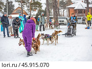 Чемпионат и первенство по снежным дисциплинам ездового спорта сибирского региона "Рождественский заезд". Территория физкультурно-оздоровительного комплекса "Метелица", город Бердск, Новосибирская область, Западная Сибирь России. Хаски на соревновании. Стоковое фото, фотограф Евгений Мухортов / Фотобанк Лори