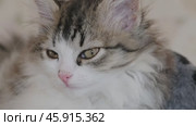 Siberian longhaired kitten portrait. Стоковое видео, видеограф Михаил Коханчиков / Фотобанк Лори