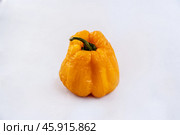 Shriveled fruits of yellow sweet pepper on a white background. There is a place for inserts. Стоковое фото, фотограф Андреева Тамара Викторовна / Фотобанк Лори