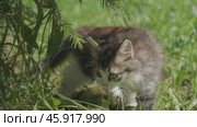 Siberian longhaired kitten in grass. Стоковое видео, видеограф Михаил Коханчиков / Фотобанк Лори