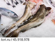 Crumbled ice, carcasses of gutted and decapitated cod fish trunk lie on its surface, close up. Стоковое фото, фотограф Яков Филимонов / Фотобанк Лори