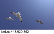 Many seagulls fly against blue sky. Стоковое видео, видеограф Михаил Коханчиков / Фотобанк Лори