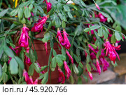 Blooming Schlumbergera buckleyi with vibrant pink flowers and green segmented leaves in a pot. A member of the Cactaceae family. Стоковое фото, фотограф Татьяна Терехина / Фотобанк Лори