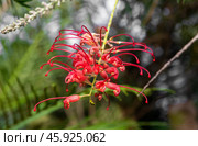 Detailed view of a Grevillea 'Robyn Gordon' flower, a stunning Proteaceae species from Queensland, Australia, basking in natural light. Стоковое фото, фотограф Татьяна Терехина / Фотобанк Лори