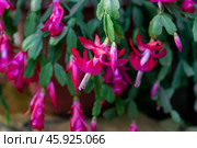 The vibrant Schlumbergera buckleyi cactus with striking pink blooms and lush green segmented leaves, a perfect addition to indoor plant collections. Стоковое фото, фотограф Татьяна Терехина / Фотобанк Лори