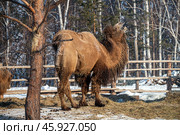 Верблюд зимой в зоопитомнике «Амодово» Стоковое фото, фотограф Геннадий Соловьев / Фотобанк Лори
