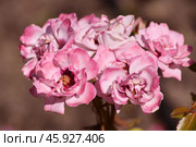The Beautiful large pinc color and a varietal rose. Стоковое фото, фотограф Володина Ольга / Фотобанк Лори