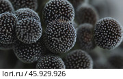 Santolina chamaecyparissus spherical flower heads rotating. Стоковое видео, видеограф Данил Руденко / Фотобанк Лори