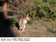 Кошка породы донской сфинкс на прогулке греется в весенних лучах солнца под елью зажмурившись от удовольствия. Стоковое фото, фотограф Сергей Комаров / Фотобанк Лори