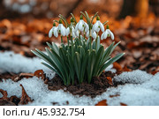 Early spring concept. Flowers snowdrops in garden, sunlight. First beautiful snowdrops in spring. Common snowdrop blooming. Galanthus nivalis bloom in spring forest. Snowdrops close up. Стоковое AI-изображение, AI-художник Ирина Михайличенко / Фотобанк Лори