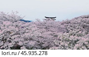 Camera panning right revealing japanese temple surrounded by cherry blossom. Стоковое видео, видеограф Данил Руденко / Фотобанк Лори