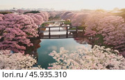 Camera panning over cherry trees and bridge. Стоковое видео, видеограф Данил Руденко / Фотобанк Лори