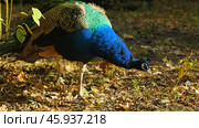 Peacock Foraging in Forest. A close-up of a male peacock with vibrant blue, green, and brown plumage. The bird is walking on a bed of leaves in a forest, looking for food. Стоковое фото, фотограф Воловодов Владимир / Фотобанк Лори