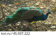 A close-up of a male peacock with vibrant blue, green, and brown plumage. The bird is walking on a bed of leaves in a park, with its tail feathers partially spread out. Стоковое фото, фотограф Воловодов Владимир / Фотобанк Лори