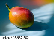 Fresh mango fruit resting on vibrant blue surface with stem intact. Стоковое AI-изображение, AI-художник Иван Рябоконь / Фотобанк Лори