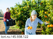 Skilled female gardener gathering crop of ripe tangerines fruits in orchard. Стоковое фото, фотограф Яков Филимонов / Фотобанк Лори