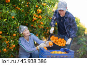 Man and woman harvesting tangerines together in orchard. Стоковое фото, фотограф Яков Филимонов / Фотобанк Лори