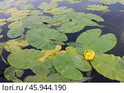 Кубышка кувшинка желтая. Стоковое фото, фотограф Никита Поздеев / Фотобанк Лори
