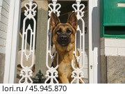 Овчарка охраняет частный дом. Стоковое фото, фотограф YuryKara / Фотобанк Лори