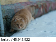 Рыжий кот на улице Москвы зимой. Стоковое фото, фотограф YuryKara / Фотобанк Лори