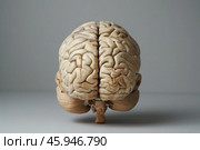 Human brain model showing cerebrum, cerebellum, and brainstem. Стоковое AI-изображение, AI-художник Иван Рябоконь / Фотобанк Лори