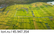 Rice Terrace, Ubud, Bali, Indonesia. Top view. Стоковое фото, фотограф Степанов Григорий / Фотобанк Лори