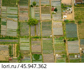 Vegetable plantations in the Bedugul area of Bali, Indonesia. Near Beratan Lake. Стоковое фото, фотограф Степанов Григорий / Фотобанк Лори