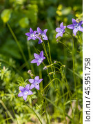 Campanula altaica Ledeb. (семейство Campanulaceae). Колокольчик алтайский. Общий вид цветущего растения. Стоковое фото, фотограф Евгений Мухортов / Фотобанк Лори