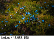 Close-up of juniper bush with vibrant blue berries in natural light. Стоковое фото, фотограф Антон Гвоздиков / Фотобанк Лори