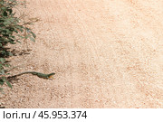 A green lizard crawled to the edge of a sandy road into the sun. Стоковое фото, фотограф Татьяна Лобанова / Фотобанк Лори