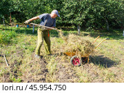 Пожилой мужчина на своем огороде в тачке вывозит сухую картофельную ботву. Стоковое фото, фотограф Роман Лукьянов / Фотобанк Лори