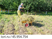 Пожилой мужчина на своем огороде в тачке вывозит сухую картофельную ботву. Стоковое фото, фотограф Роман Лукьянов / Фотобанк Лори