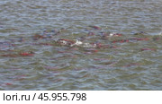 Spawning sockeye salmon. Стоковое видео, видеограф Михаил Коханчиков / Фотобанк Лори