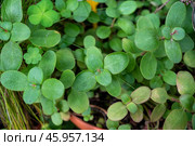 Crassula multicava, also known as Fairy Crassula or Pitted Crassula, is a succulent plant with rounded green leaves, from the Crassulaceae family. Стоковое фото, фотограф Татьяна Терехина / Фотобанк Лори