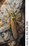 Detailed close-up of a grasshopper on rocky surface showcasing intricate textures and colors. Стоковое AI-изображение, AI-художник Юлия Гапеенко / Фотобанк Лори