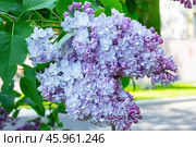 Пышная ветка махровой сирени крупным планом. Стоковое фото, фотограф Лариса Гордеева / Фотобанк Лори