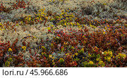 Arctic Tundra lichen moss close-up. Found primarily in areas of Arctic Tundra, alpine tundra, it is extremely cold-hardy. Cladonia rangiferina, also known as reindeer cup lichen. Стоковое фото, фотограф Андрей Армягов / Фотобанк Лори