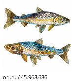 Two colorful trouts swimming in harmony, a watercolor masterpiece. Стоковое AI-изображение, AI-художник Иван Рябоконь / Фотобанк Лори