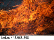 Горящая трава — лесной пожар — сезонный пал. Стоковое фото, фотограф Snezka / Фотобанк Лори
