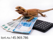 Ящерица бородатая агама pogona barbata сидит рядом с деньгами и калькулятором на белом фоне. Стоковое фото, фотограф Алиса Сокол / Фотобанк Лори