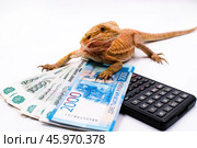 Рыжая ящерица бородатая агама pogona barbata поставила лапки на денежные купюры и калькулятор. Стоковое фото, фотограф Алиса Сокол / Фотобанк Лори