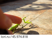 Богомол.Богомо́ловые, или богомо́лы (лат. Mantodea), — отряд крылатых насекомых с неполным превращением из надотряда тараканообразных. Стоковое фото, фотограф Роман Лукьянов / Фотобанк Лори