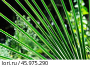 Trachycarpus Takil Palm Leaves Pattern with Lush Green Texture. Стоковое фото, фотограф Алексей Сорокин / Фотобанк Лори
