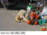 Собака спит у входа в магазин (2019 год). Стоковое фото, фотограф YuryKara / Фотобанк Лори