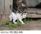 Кошка-мама с котенком. Стоковое фото, фотограф YuryKara / Фотобанк Лори