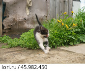 Маленький котенок убегает. Стоковое фото, фотограф YuryKara / Фотобанк Лори